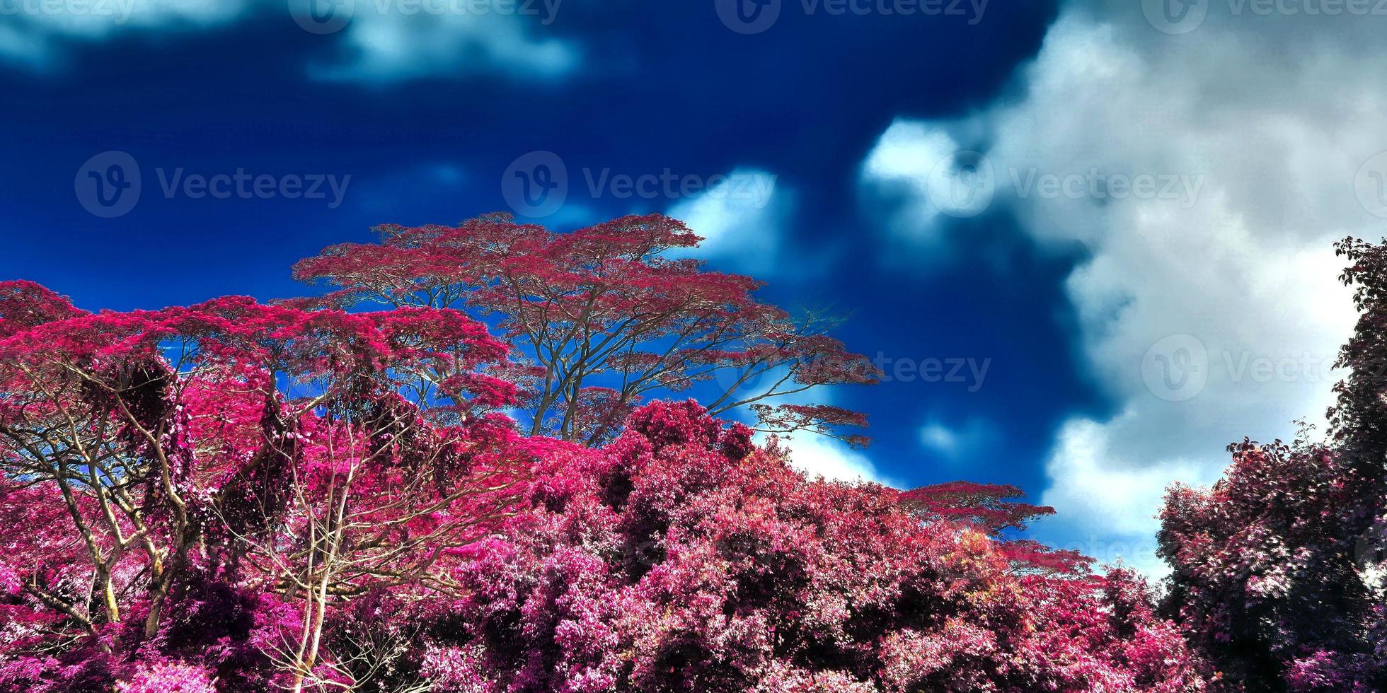 belas fotos infravermelhas rosa e roxas de palmeiras tropicais nas seychelles
