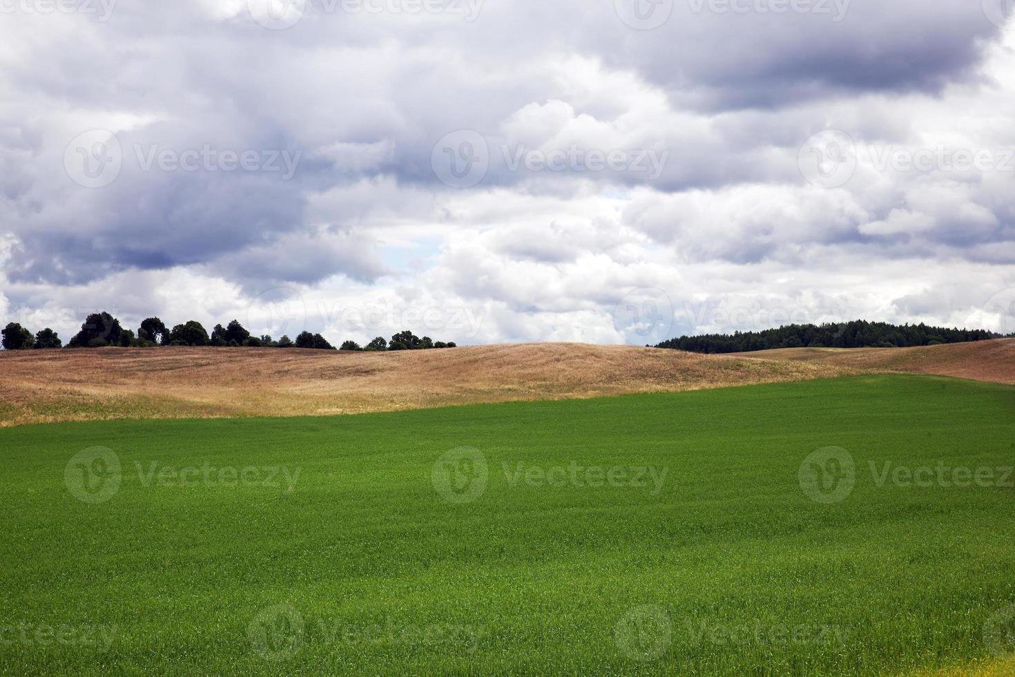 planta de cereais, campo foto