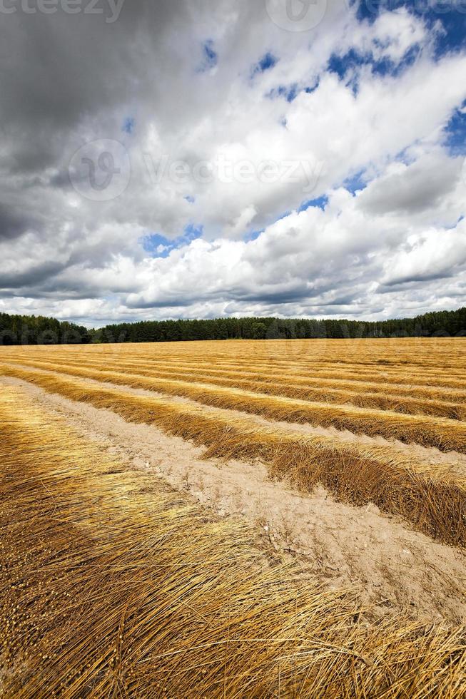 campo agrícola, linho foto