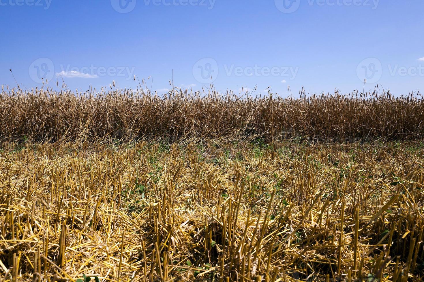 campo agrícola. verão foto