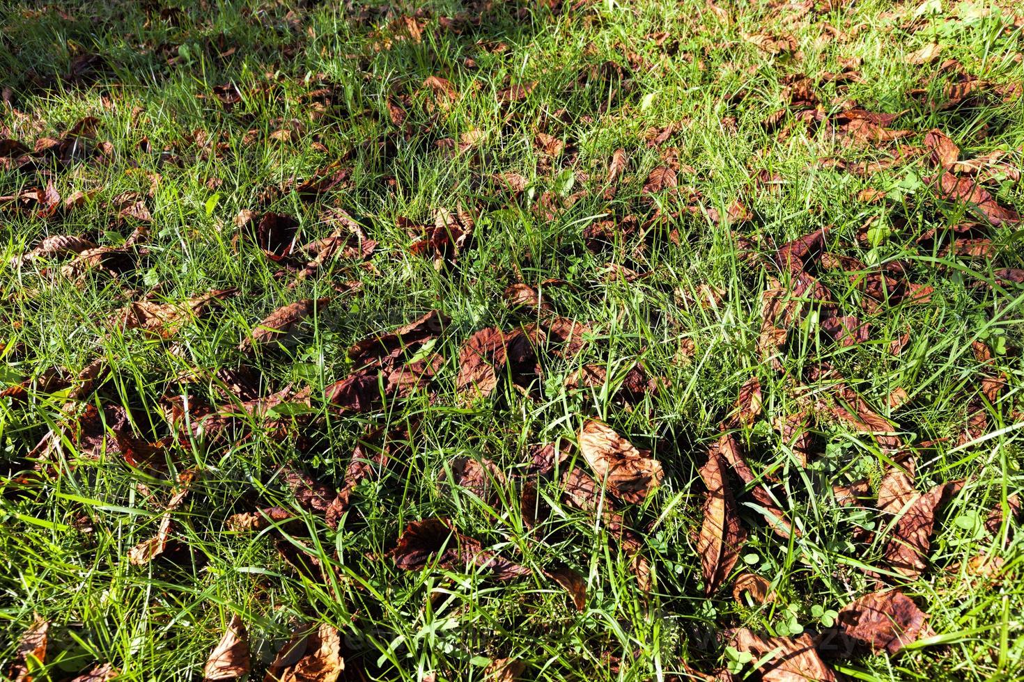 plantas diferentes durante a temporada de outono foto