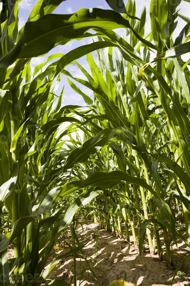 brotos de milho verde na primavera ou no verão foto