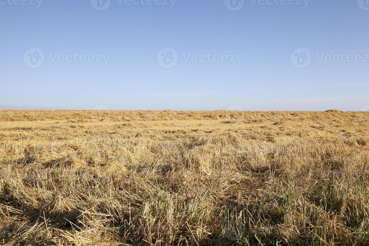 cereais de campo foto