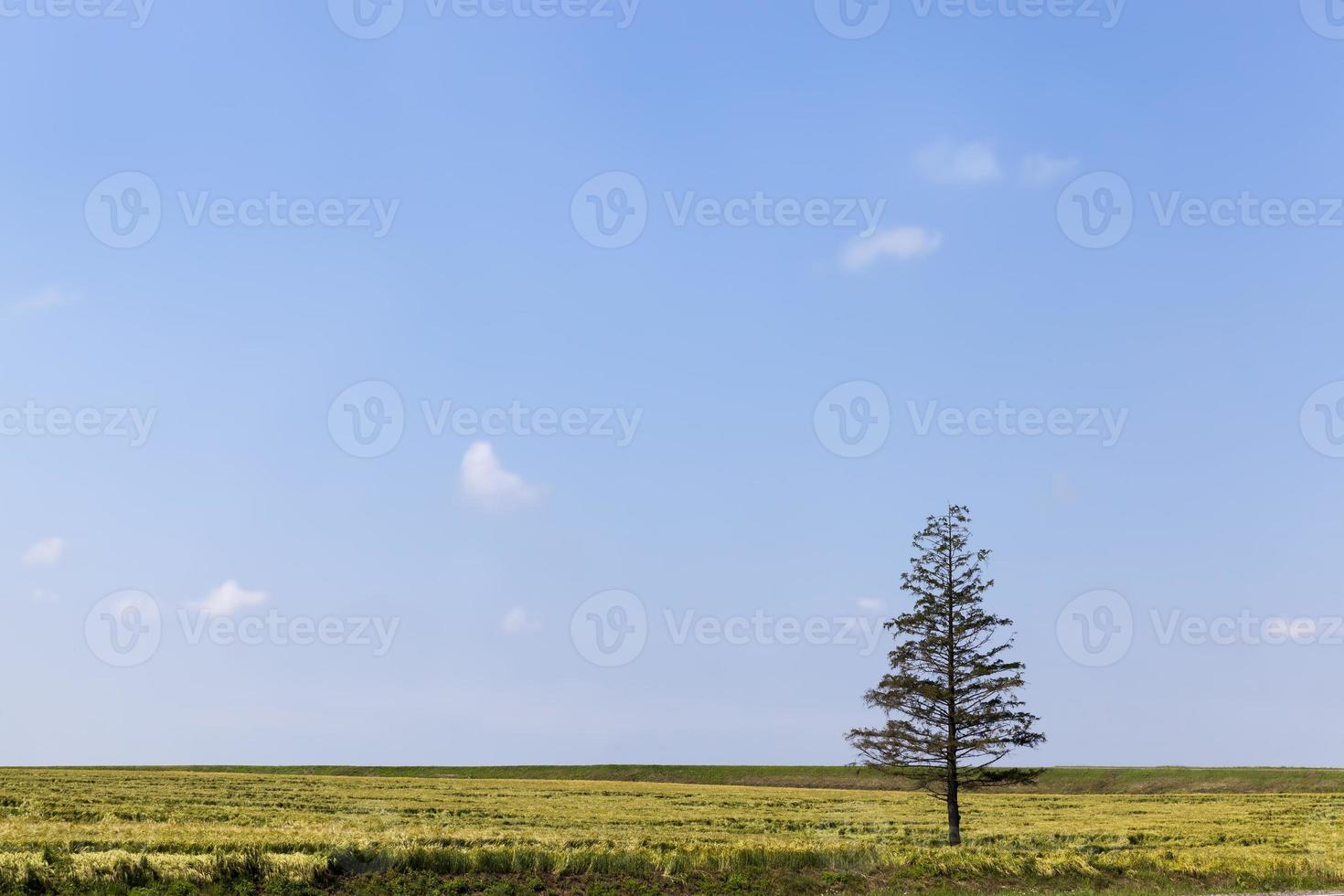 um abeto velho no campo foto