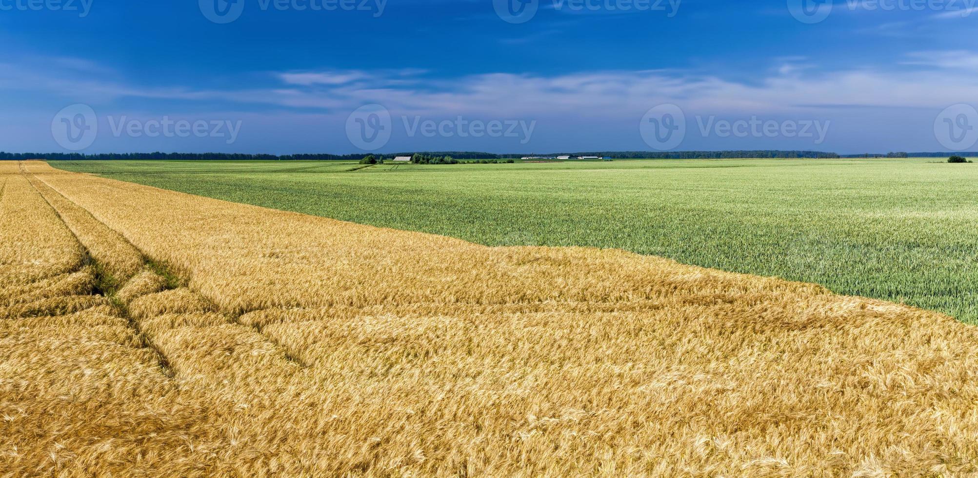 campo agrícola misto com diferentes cereais foto