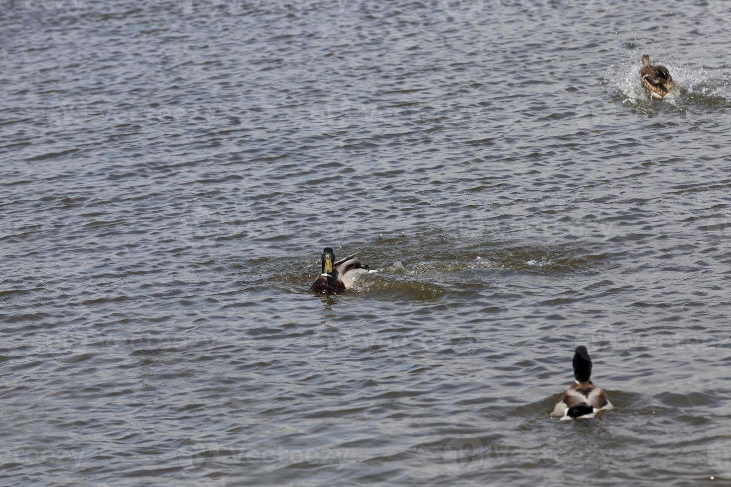 aves selvagens patos em seu habitat natural foto