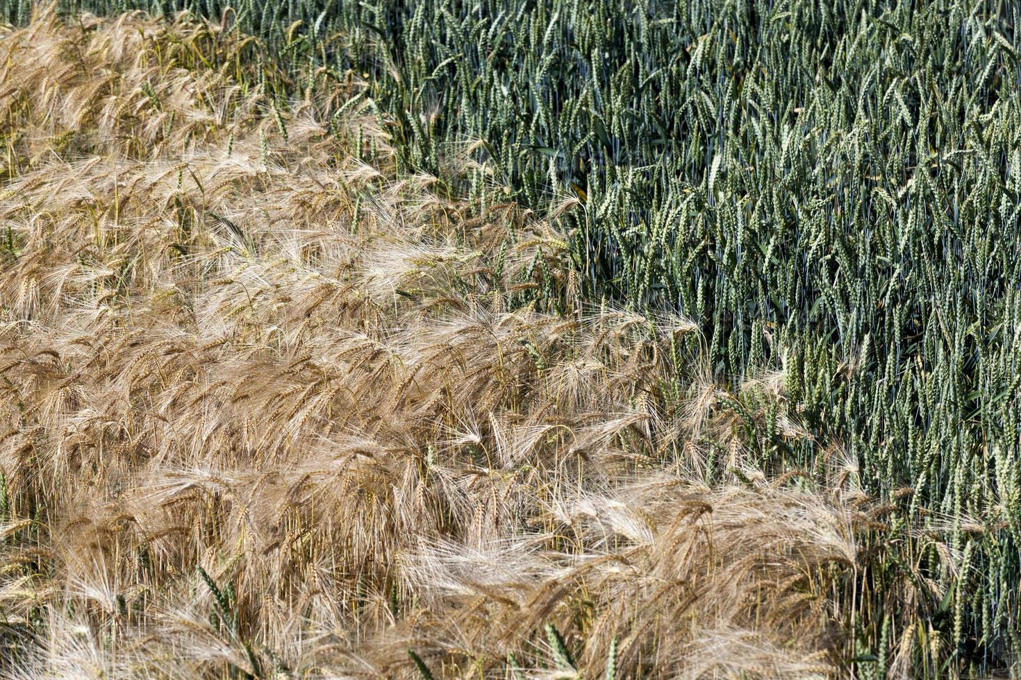 campo agrícola misto com diferentes cereais foto