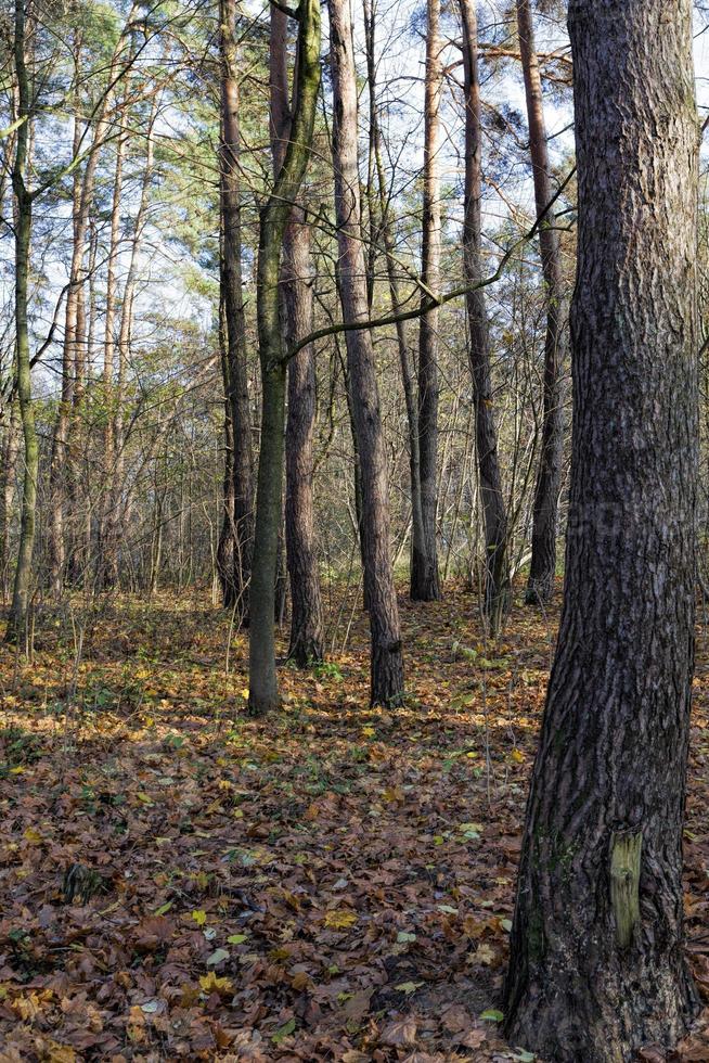 folhagem de bordo na temporada de outono foto