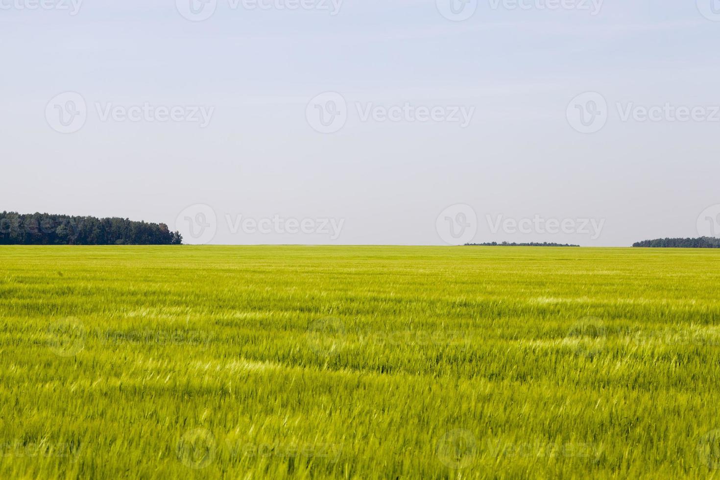 campo agrícola onde a cevada verde cresce foto