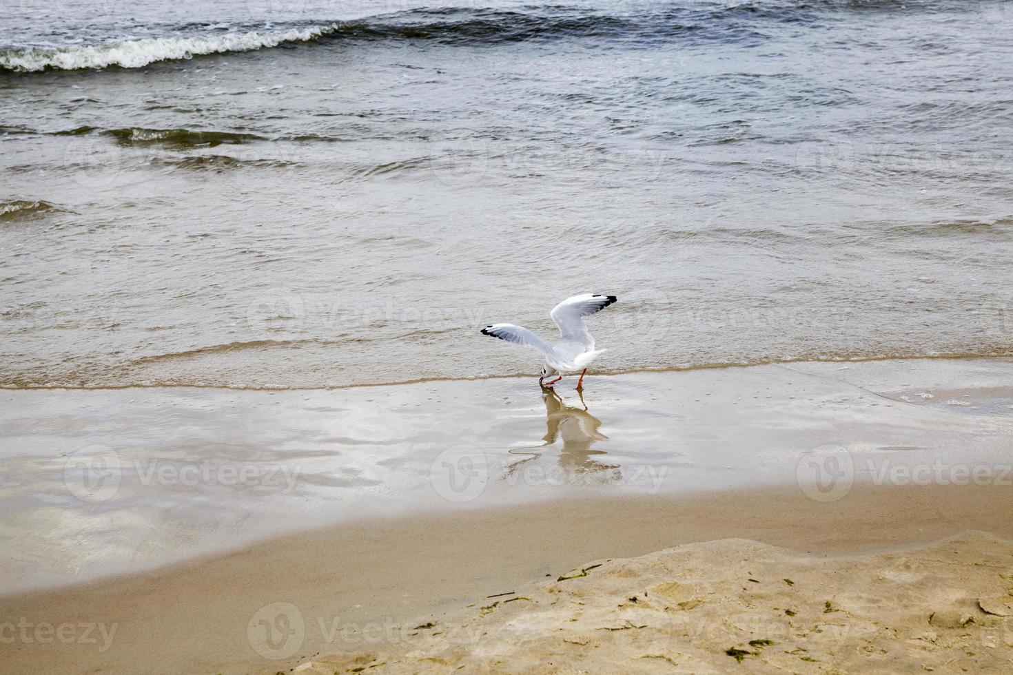 areia do mar na praia foto