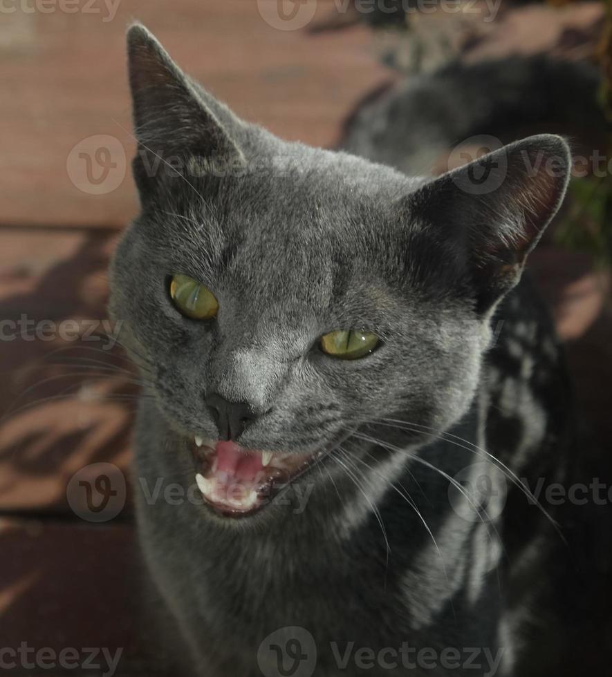 focinho de close-up de um gato cinza com olhos amarelos, um longo bigode preto, um nariz cinza. o gato está miando, boca aberta, língua e dentes rosados. conceito para clínica veterinária. foco seletivo foto