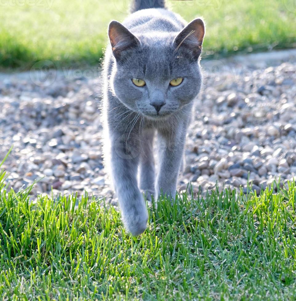 gato fofo cinza está andando na grama verde. close-up focinho de gato com olhos verde-amarelados, um longo bigode branco, nariz cinza e pelagem brilhante. conceito para clínica veterinária. foco seletivo. foto