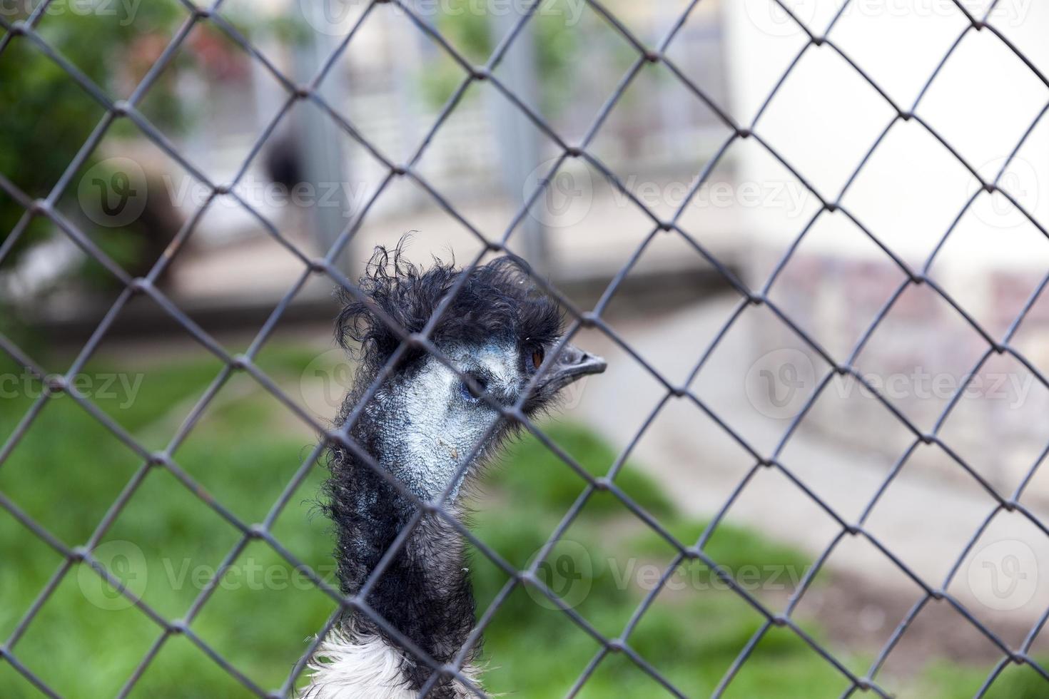 cabeça de avestruz no zoológico foto