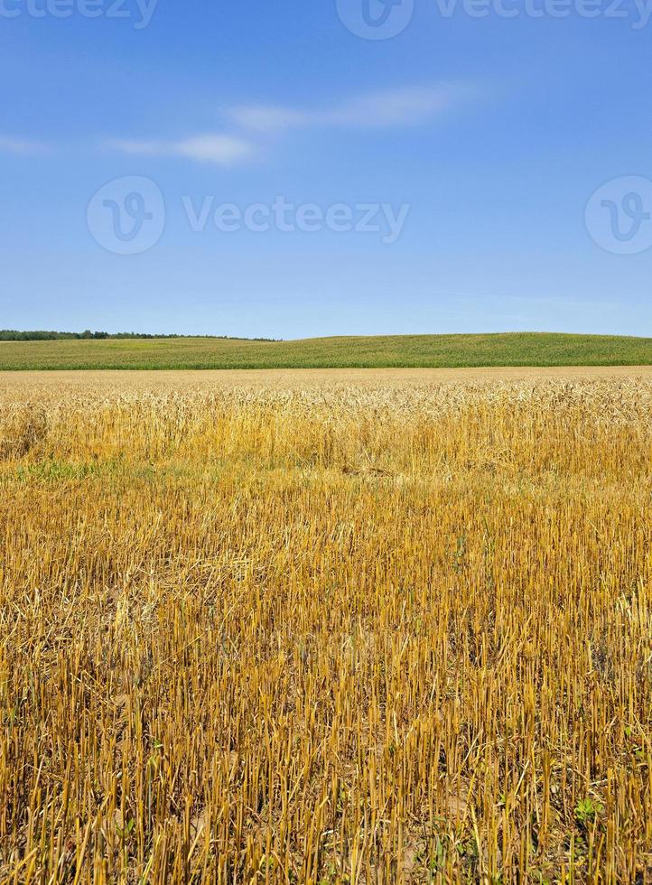 campo agrícola de perto foto