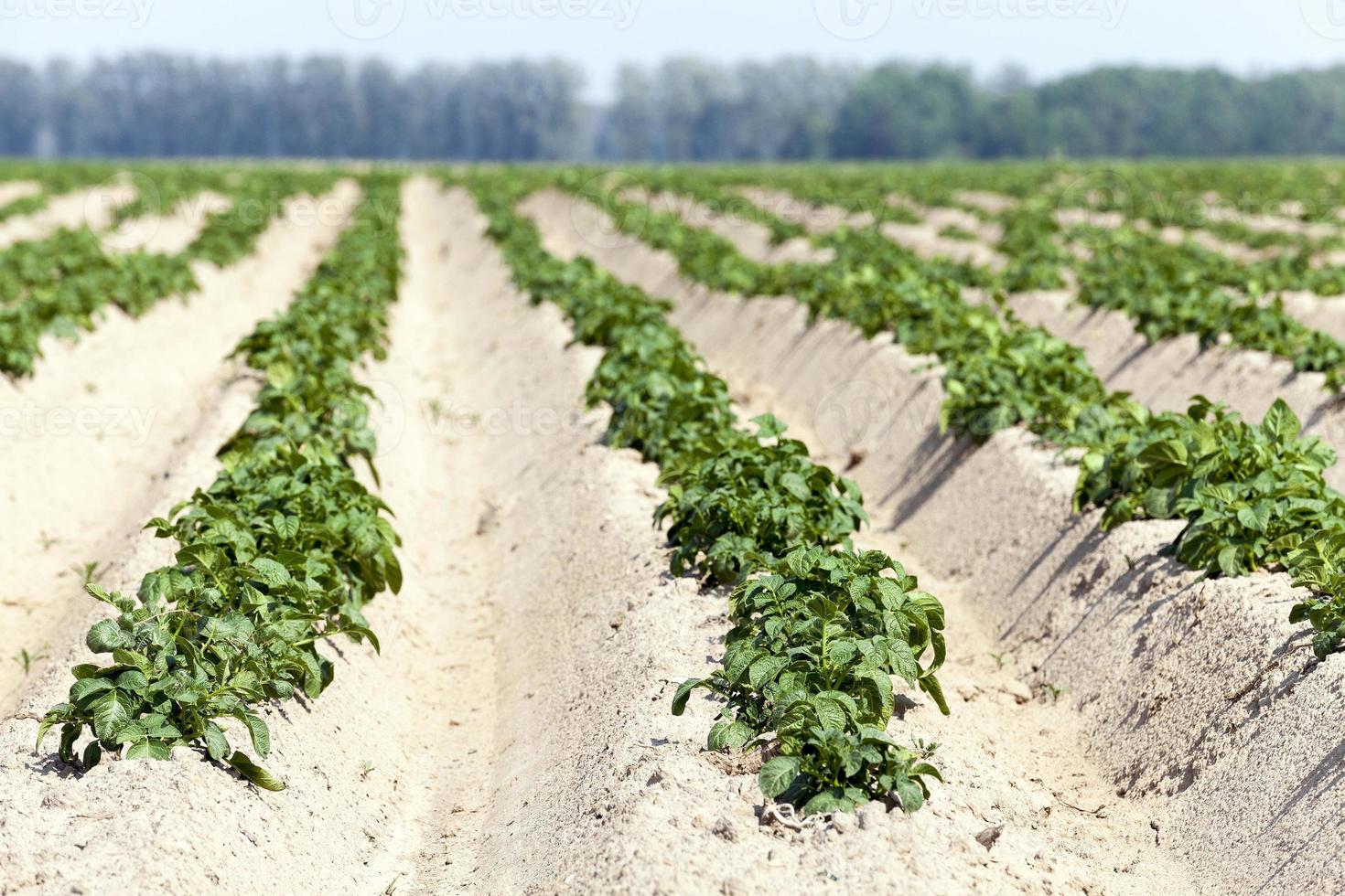 agricultura, campo de batata foto