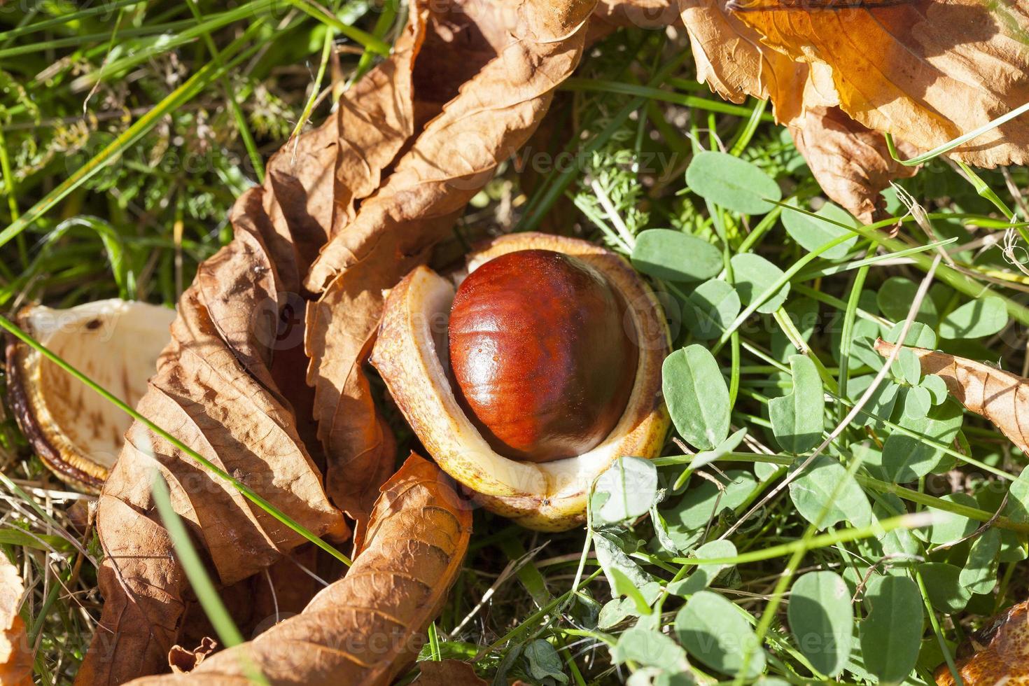 castanha de fruta madura foto