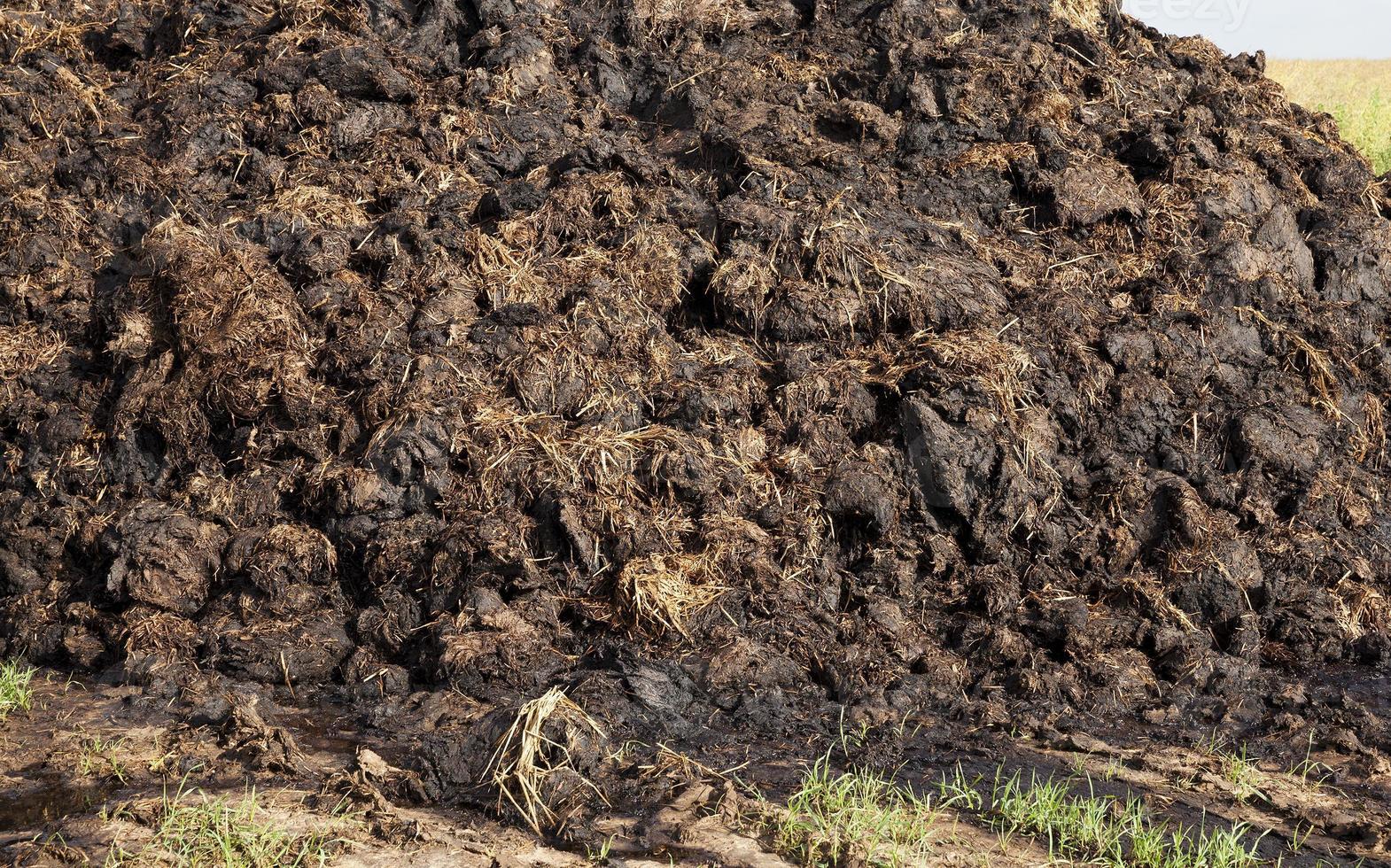 são desembarcados em uma pilha de estrume foto