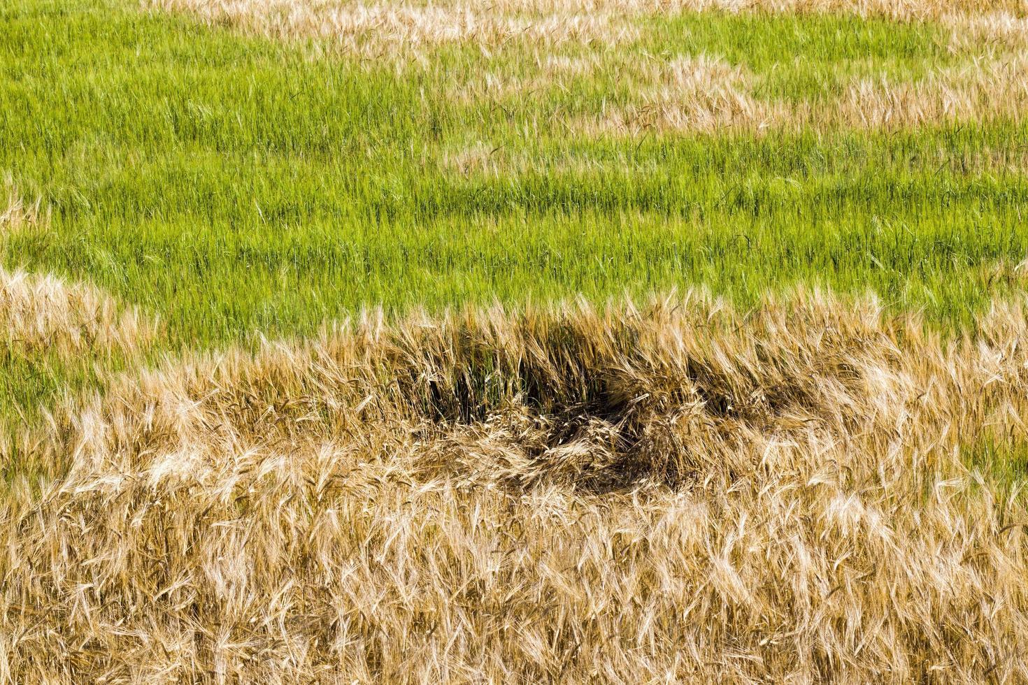 campo bruto, close-up foto