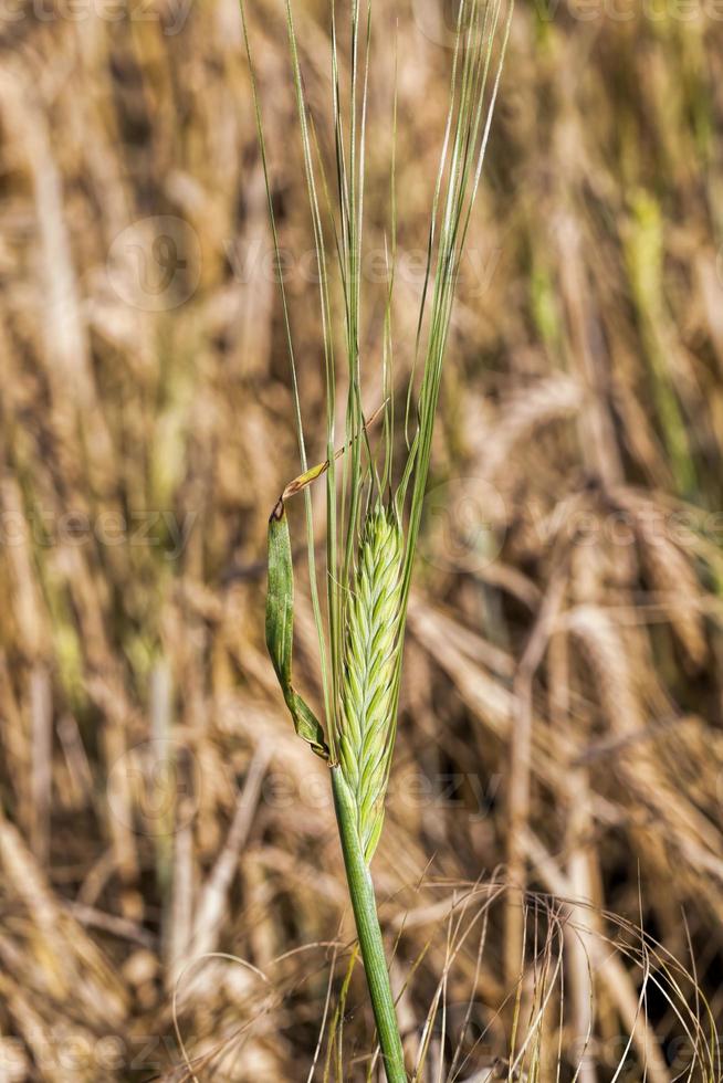 agricultura na região foto