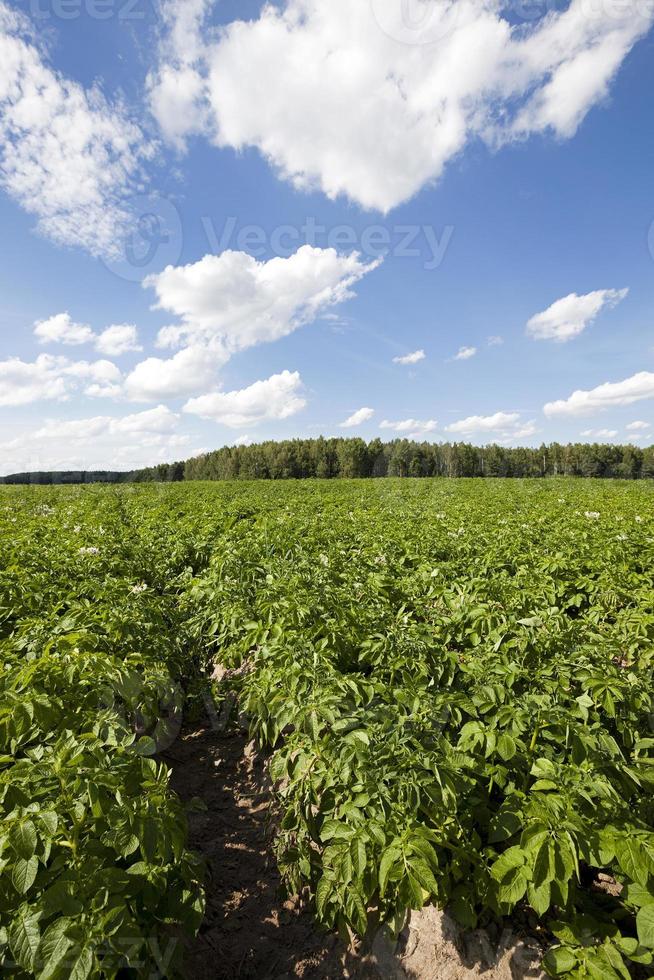 campo de batata de perto foto