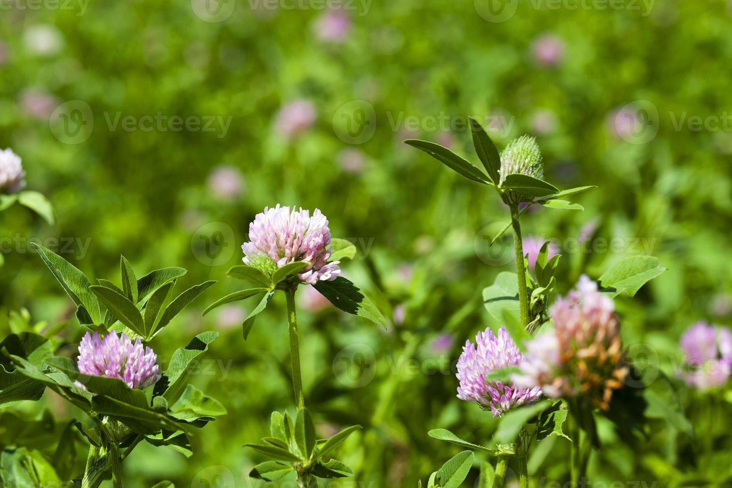 flores de trevo fechar foto