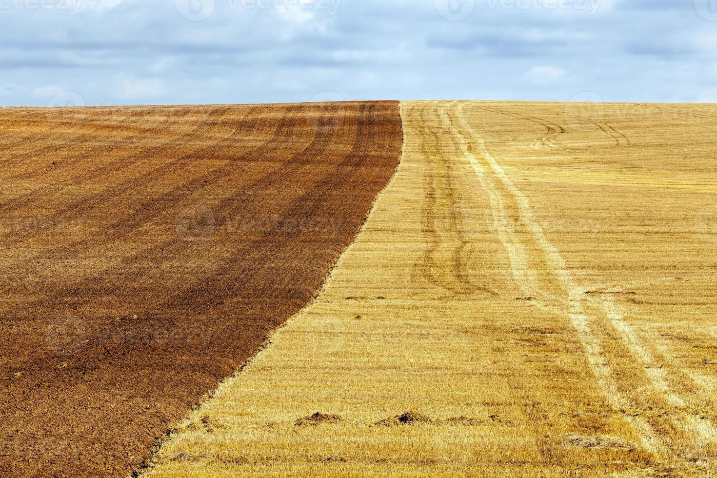 um campo agrícola foto