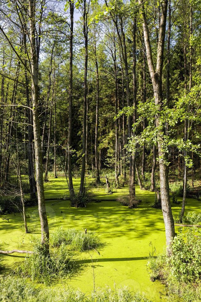 pântano de lodo verde foto