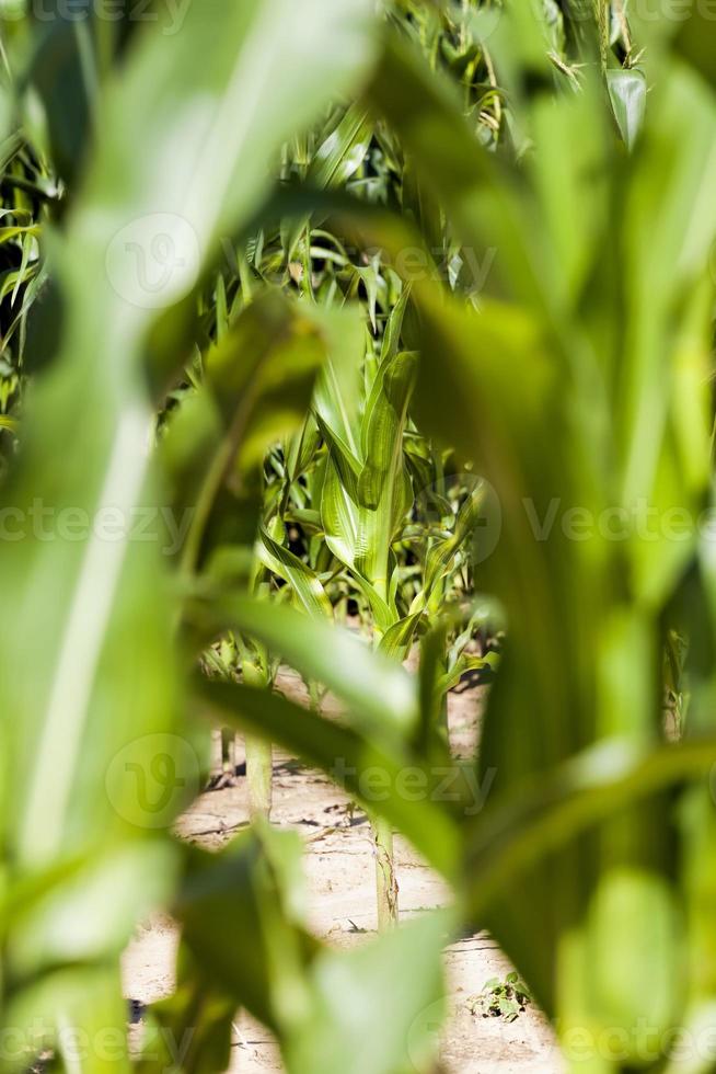 milho doce é cultivado foto