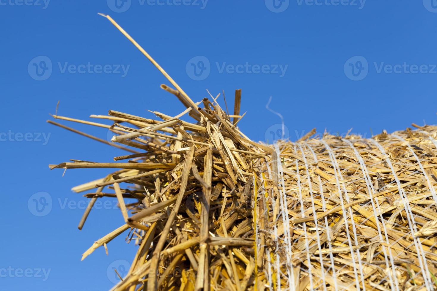 um campo agrícola foto