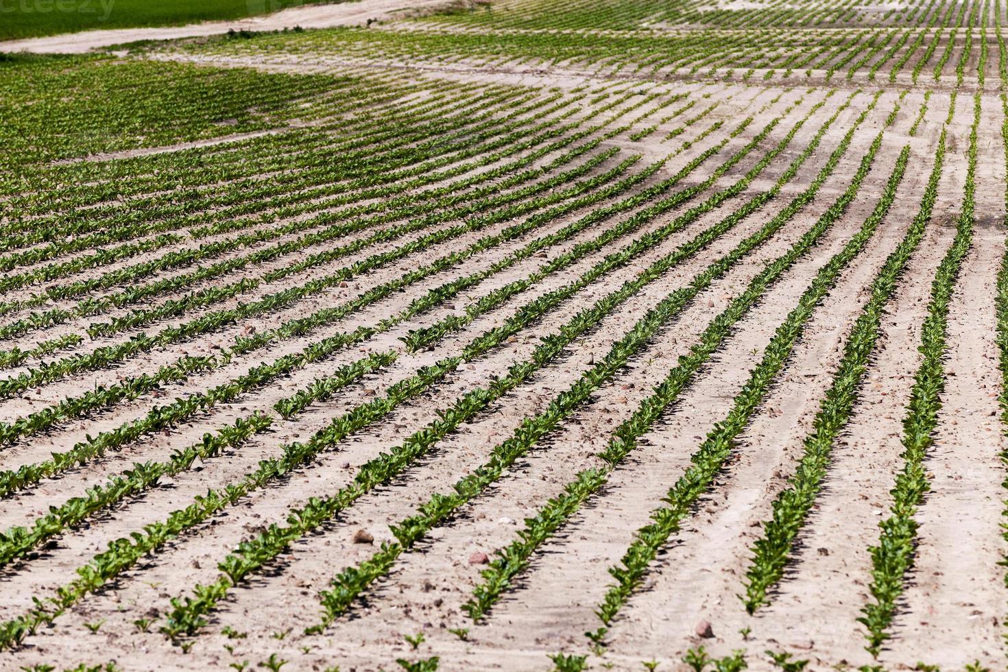 campo com beterraba foto