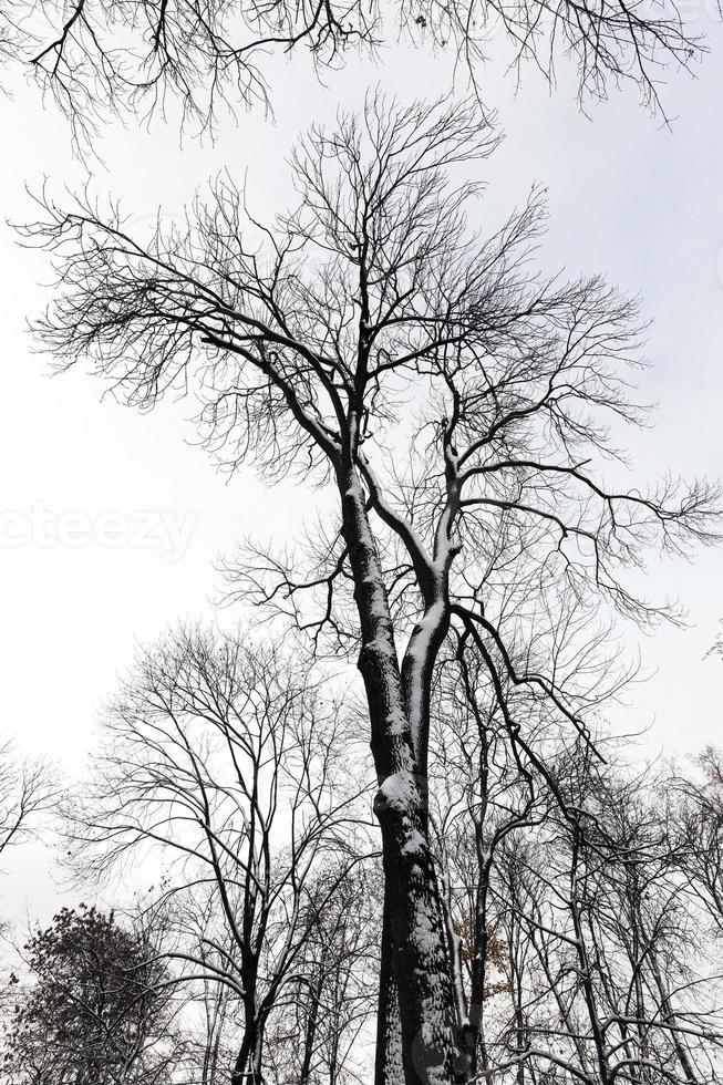 árvores na floresta no inverno foto