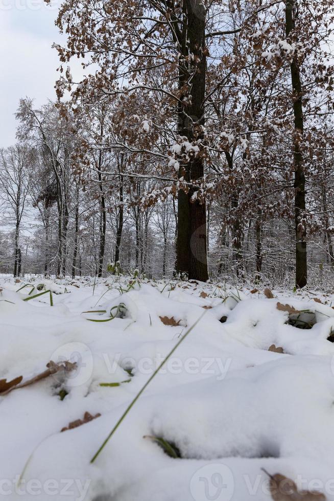 parque de inverno com neve foto