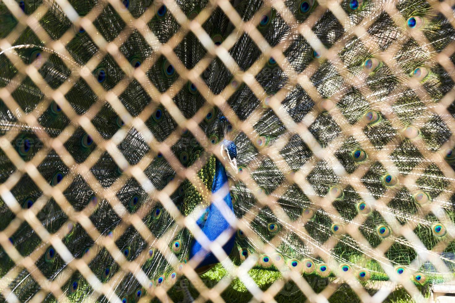 pavão em uma gaiola. foto