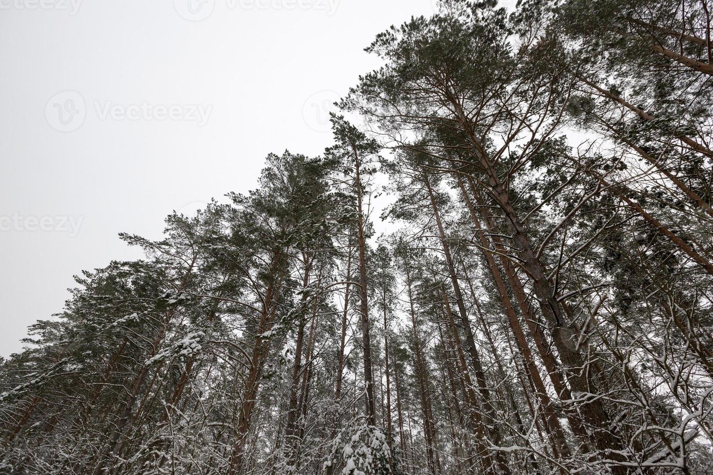 dia de inverno depois de uma queda de neve foto