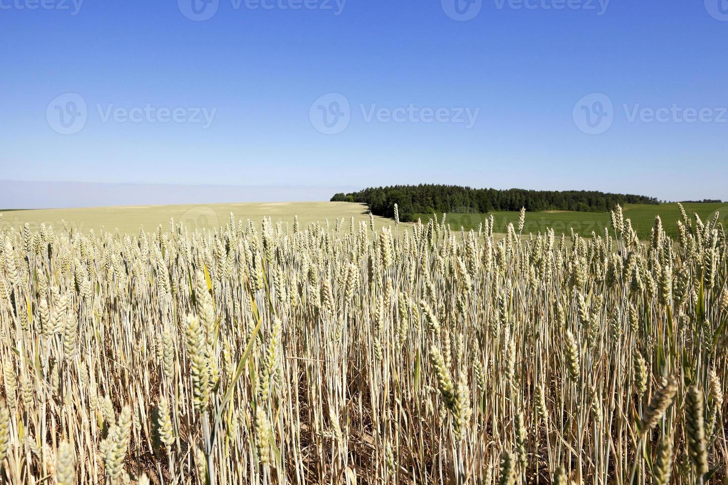 campo de cereais no verão foto