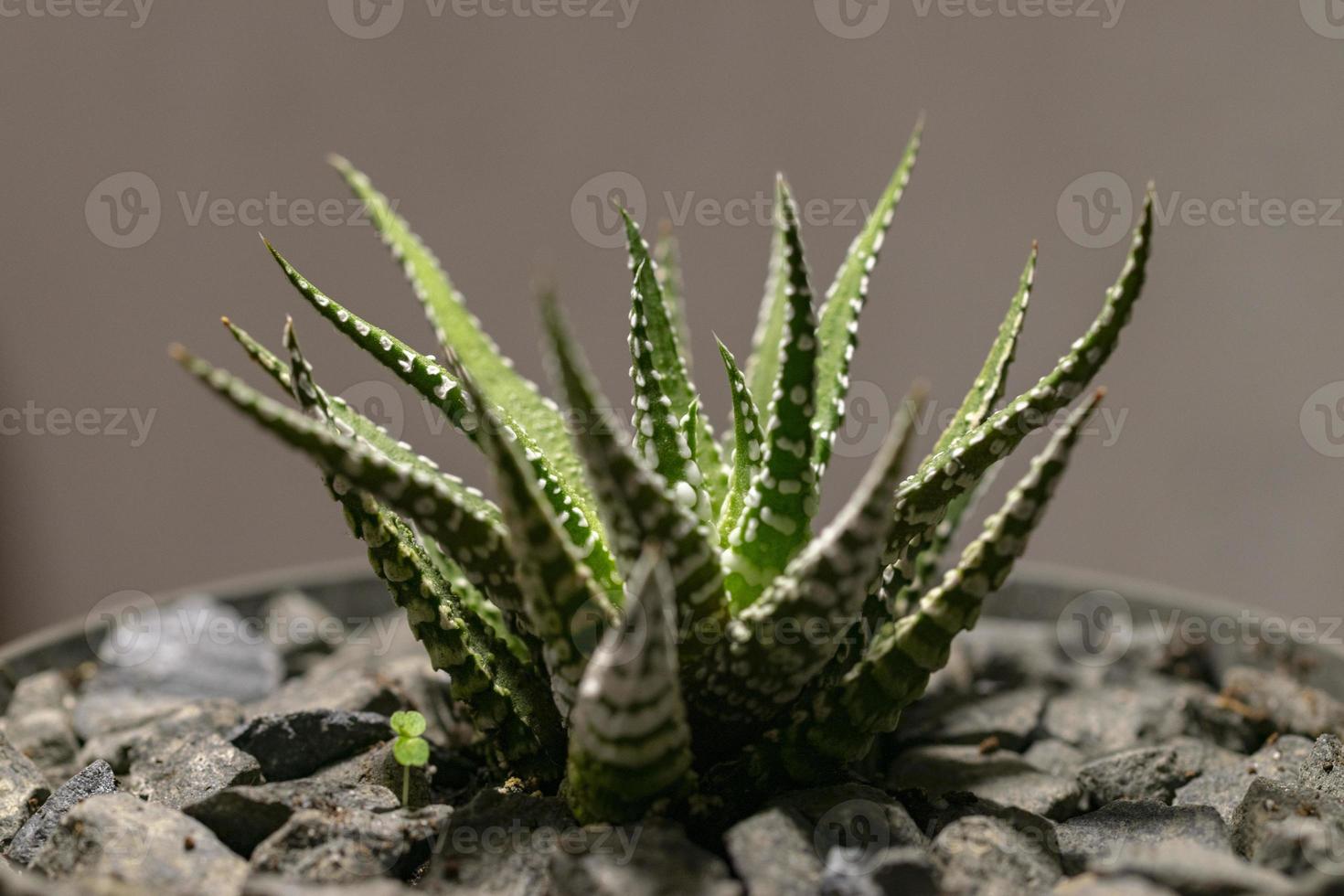 haworthia imperador suculenta close-up. foto