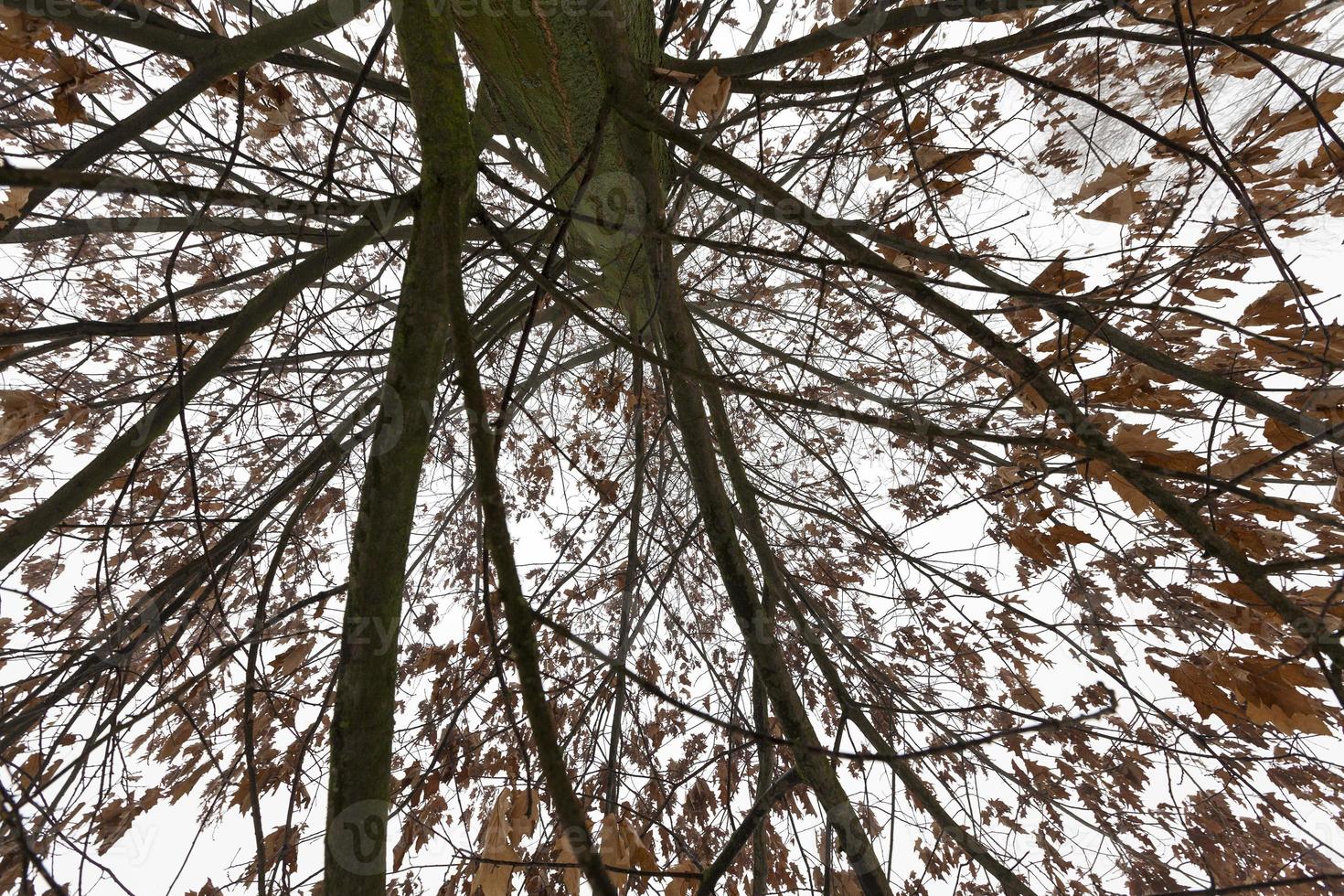 árvores de folha caduca após a queda de neve foto
