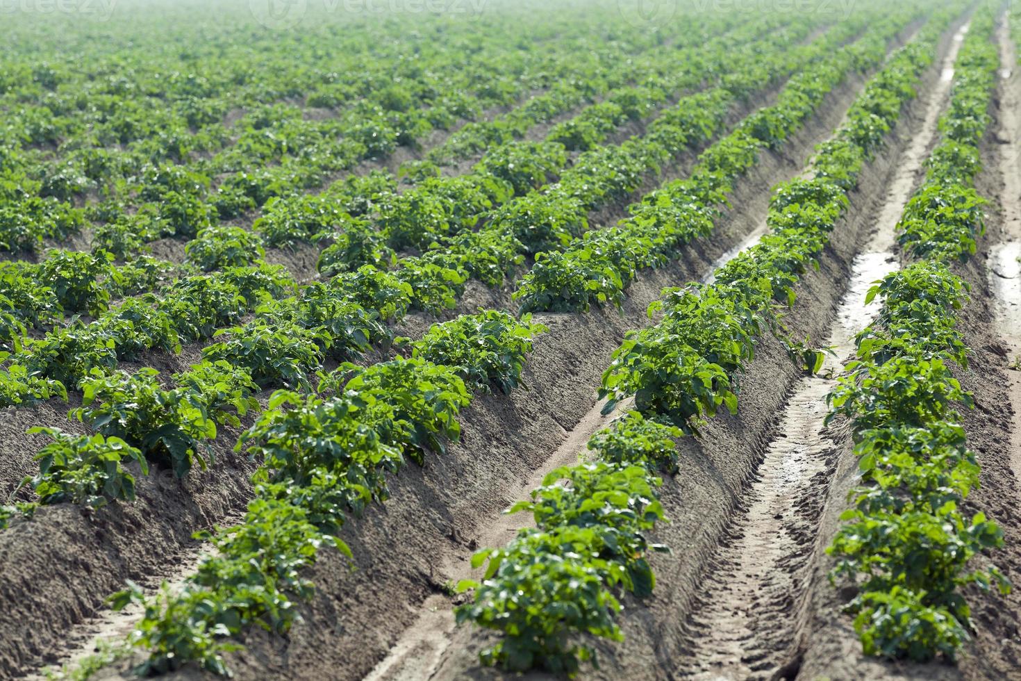 agricultura, campo de batata foto