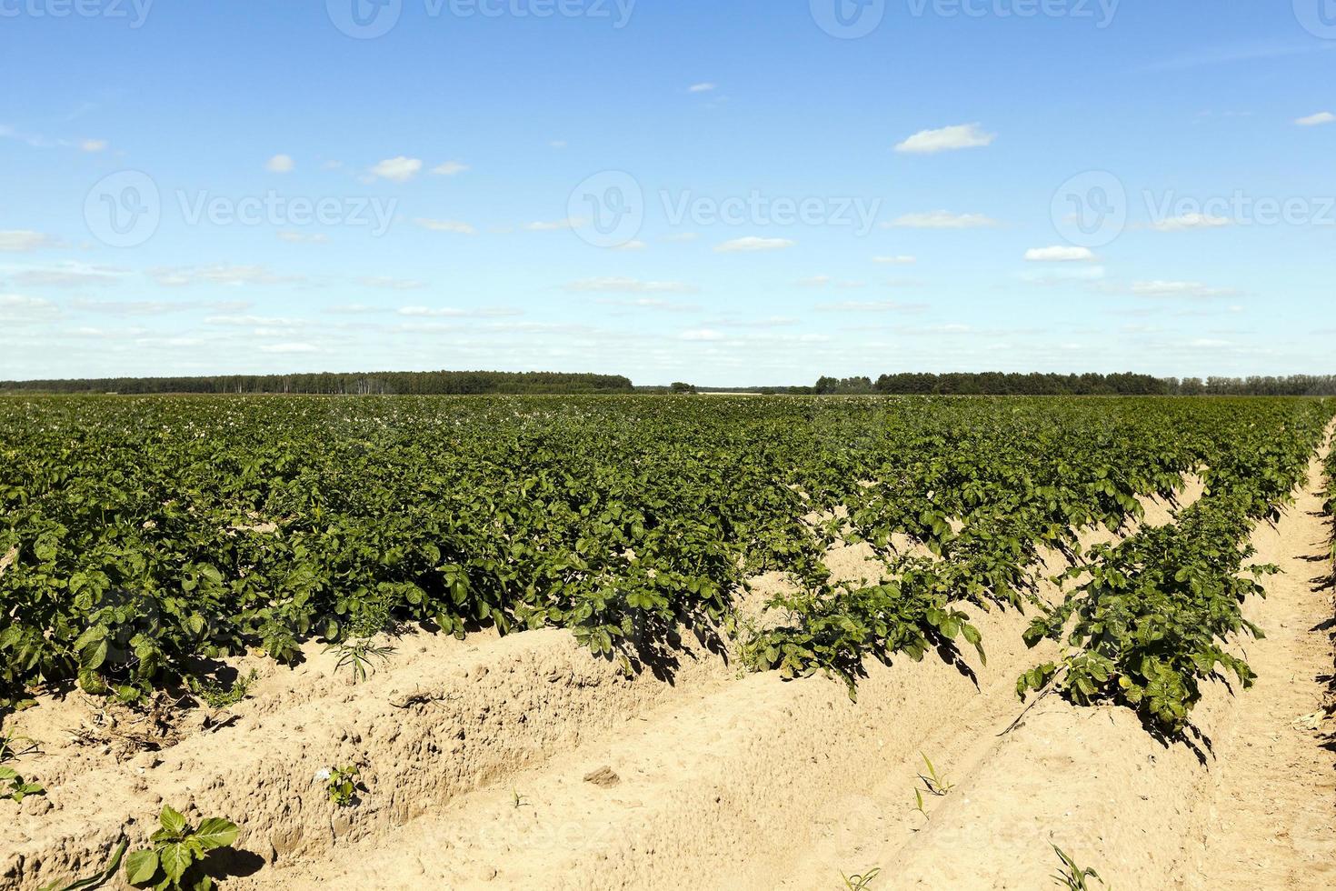 agricultura, campo de batata foto