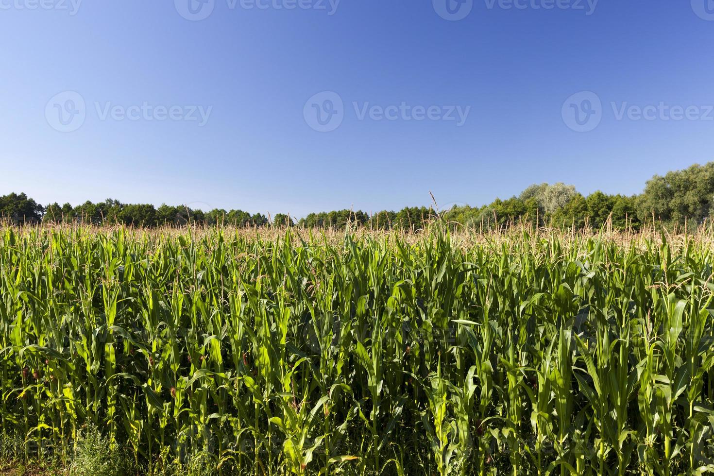 campo agrícola com milho verde imaturo foto