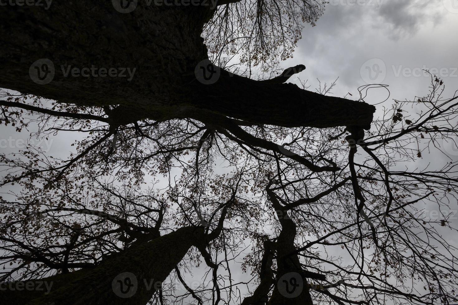silhuetas de árvores nuas foto