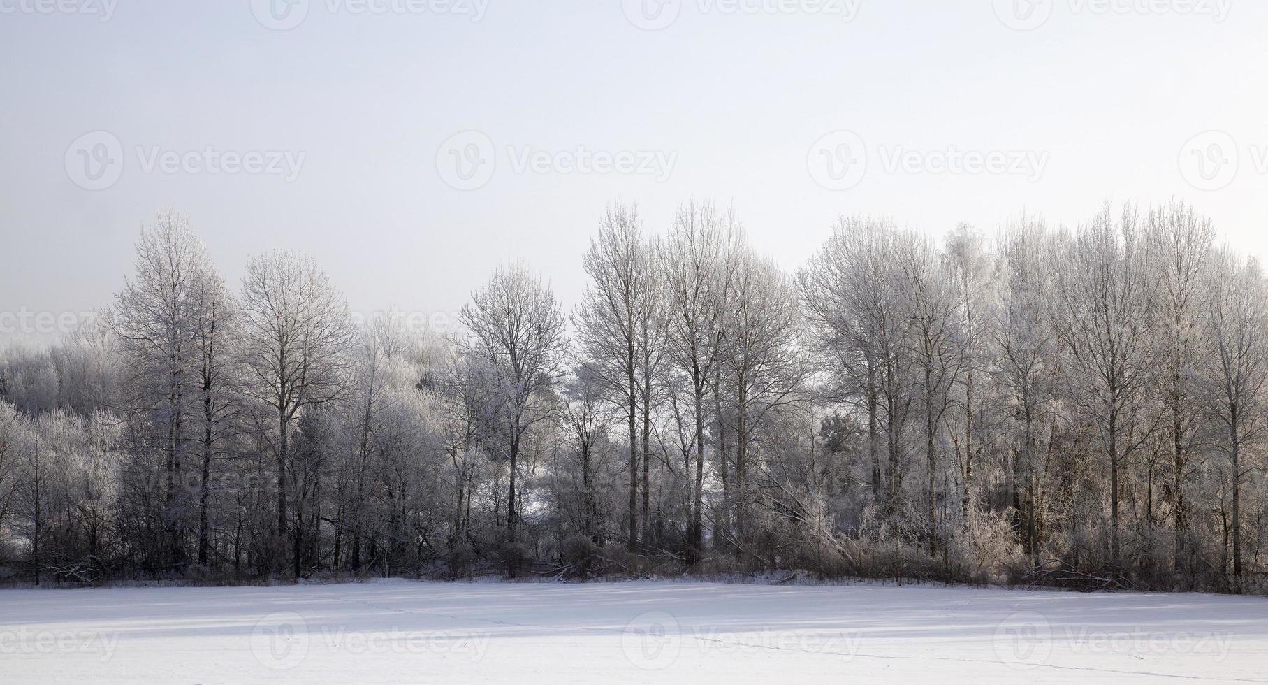 época de inverno do ano foto