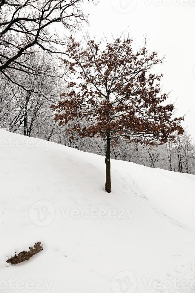 árvore solitária. parque foto