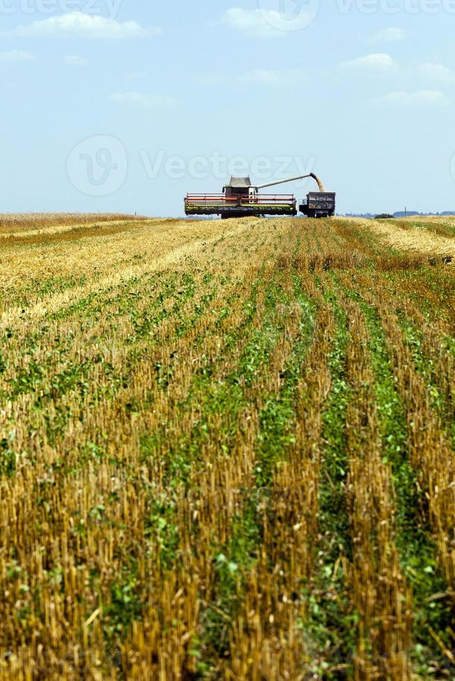 colheitadeira no campo foto