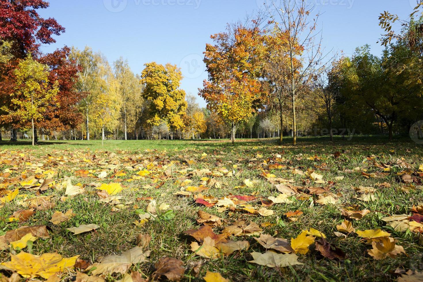 floresta de outono. parque foto