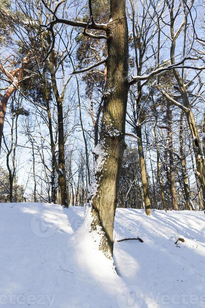 árvores crescendo no parque coberto de neve e gelo foto