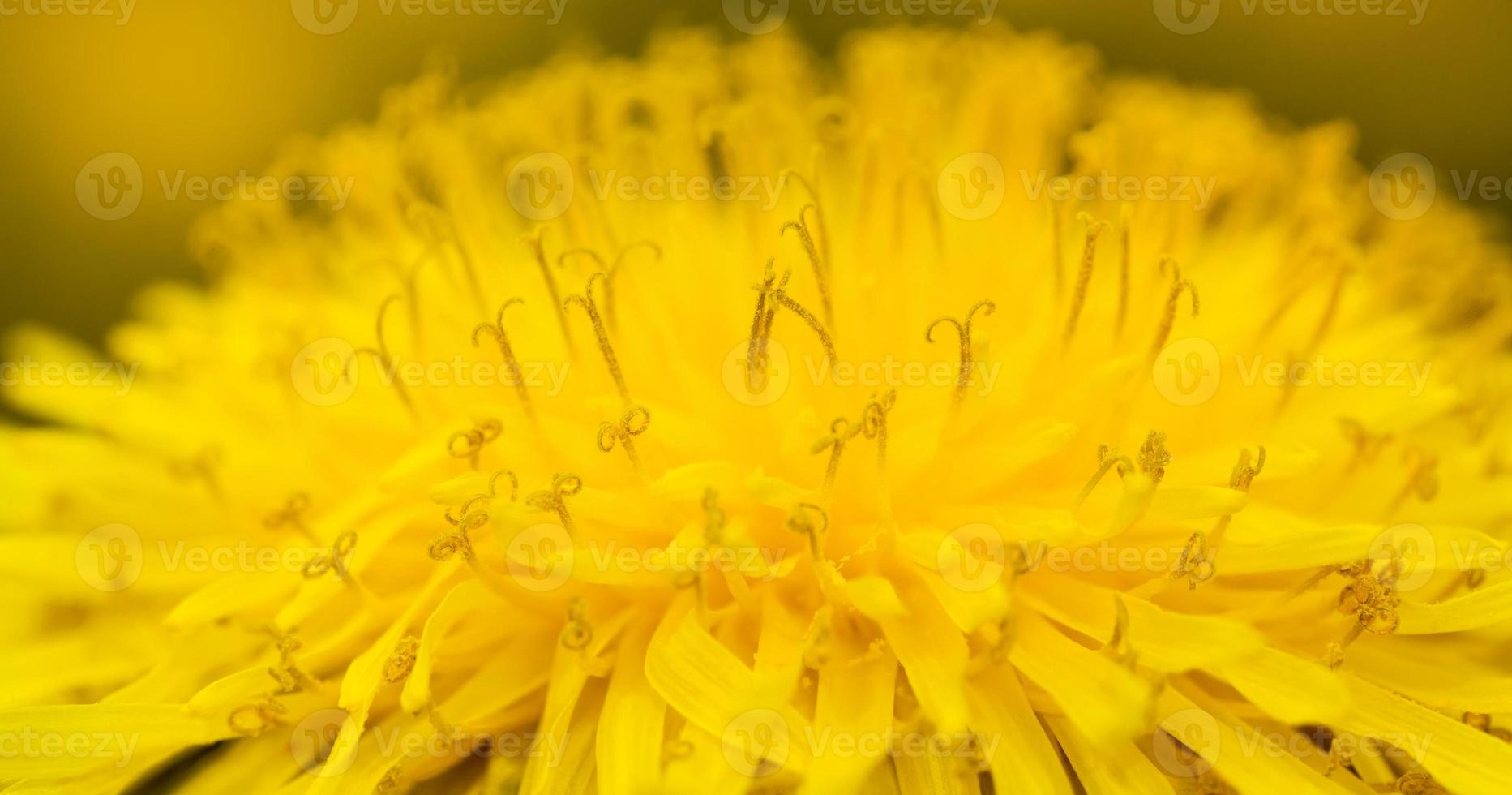 lindo dente de leão, close-up foto