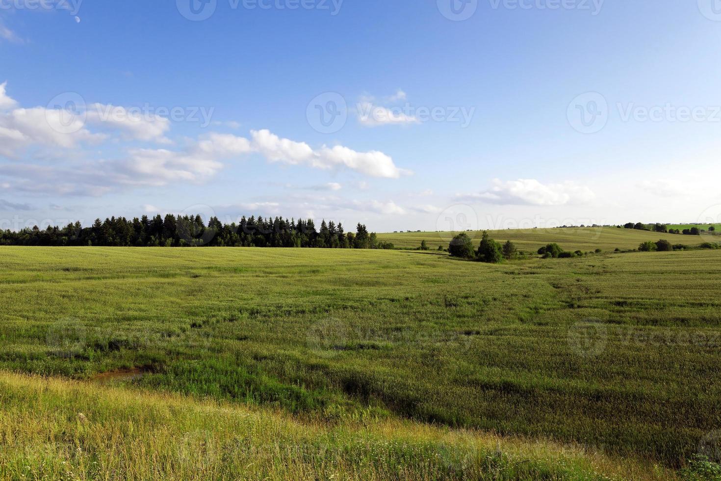 cereais imaturos. campo foto