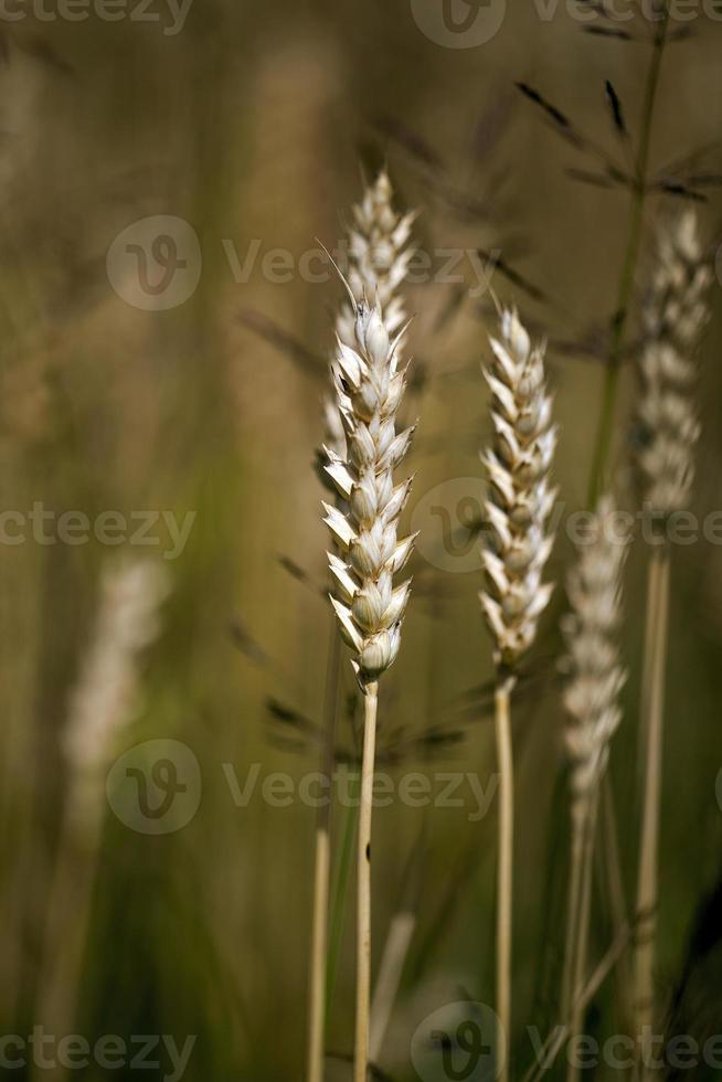 o campo onde crescem os cereais foto