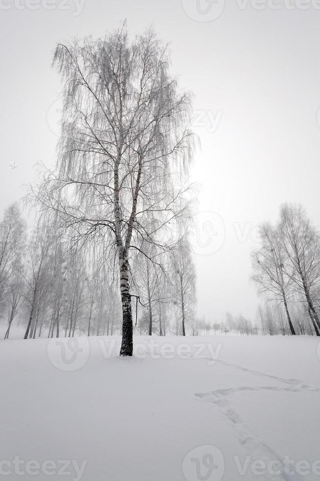 árvores no inverno foto